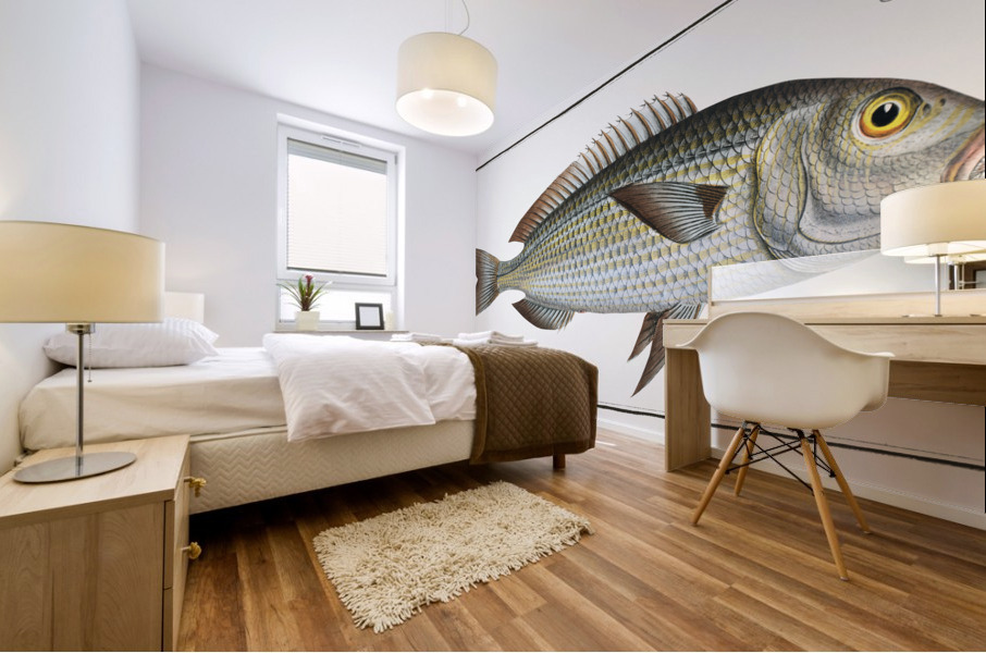 Goldlin Sparus Salpa Mural print