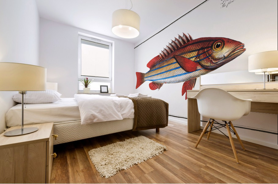 Five-striped Holocentre Holocentrus quinquelineatus Mural print