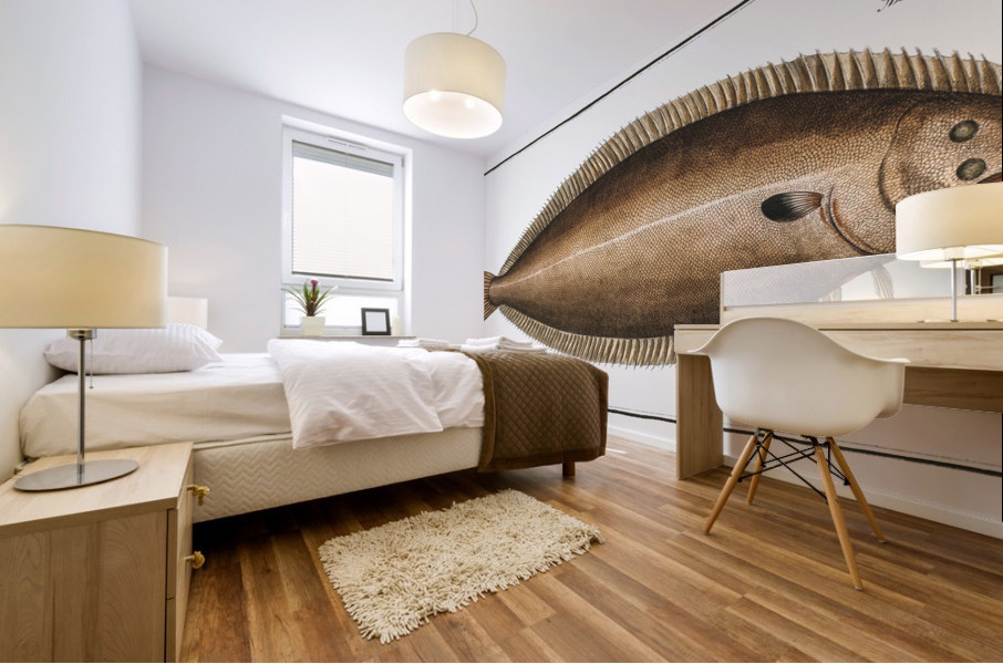 Sole Pleuronectes Solea Mural print