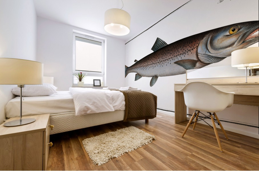 Schifermillers Salmon Salmo Schifermulleri Mural print
