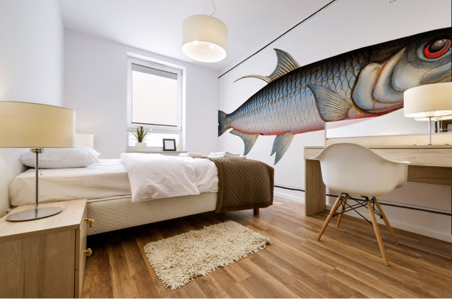 Deep-water Fish Clupea cyprinoides Mural print