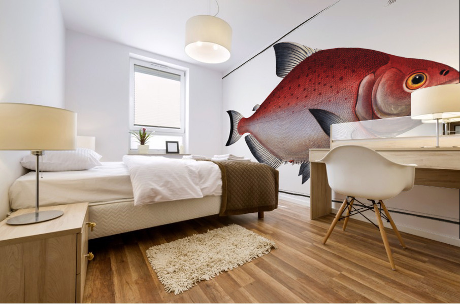 Rhomboidal Salmon Salmo rhombeus Mural print