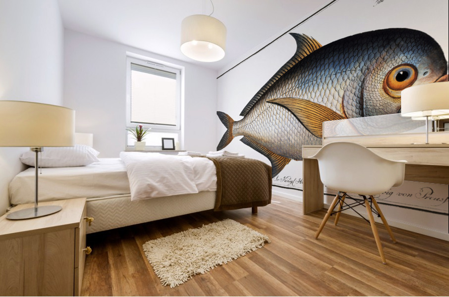 Toothed Gild-Head Sparus Raii Mural print