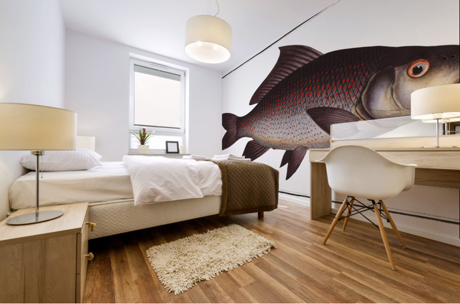 Fringed Carp Cymbrinus fimbriatus Mural print