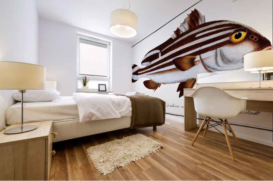 Warna Anthias Diagramma Mural print