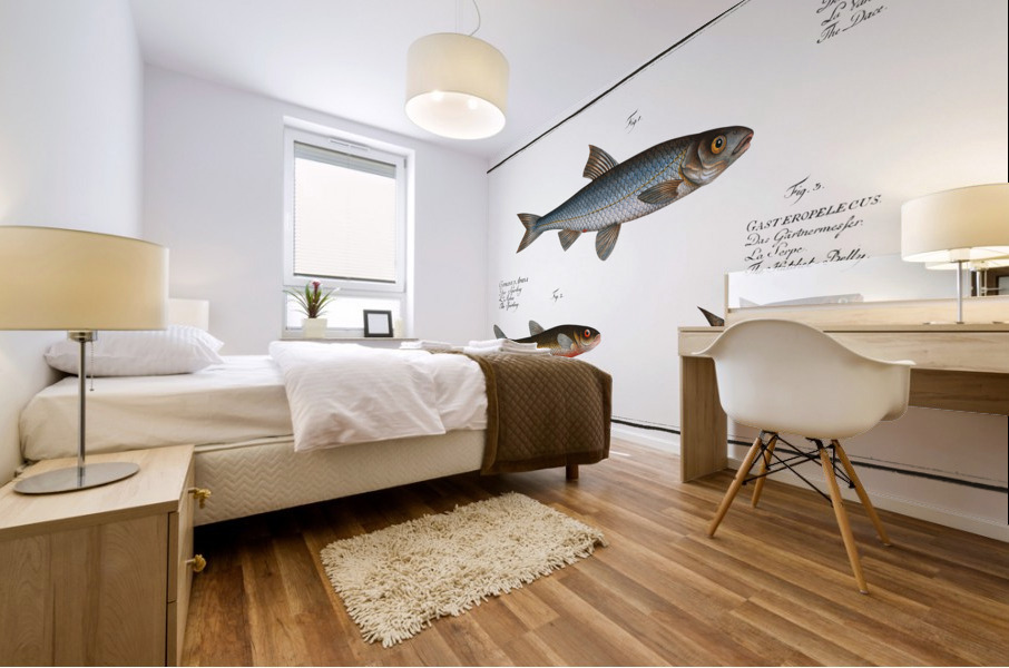 1. Dace Cyprinus Leuciscus 2. Spirling Cyprinus Aphya 3. Hatchet-Belly Gasteropelecus Mural print