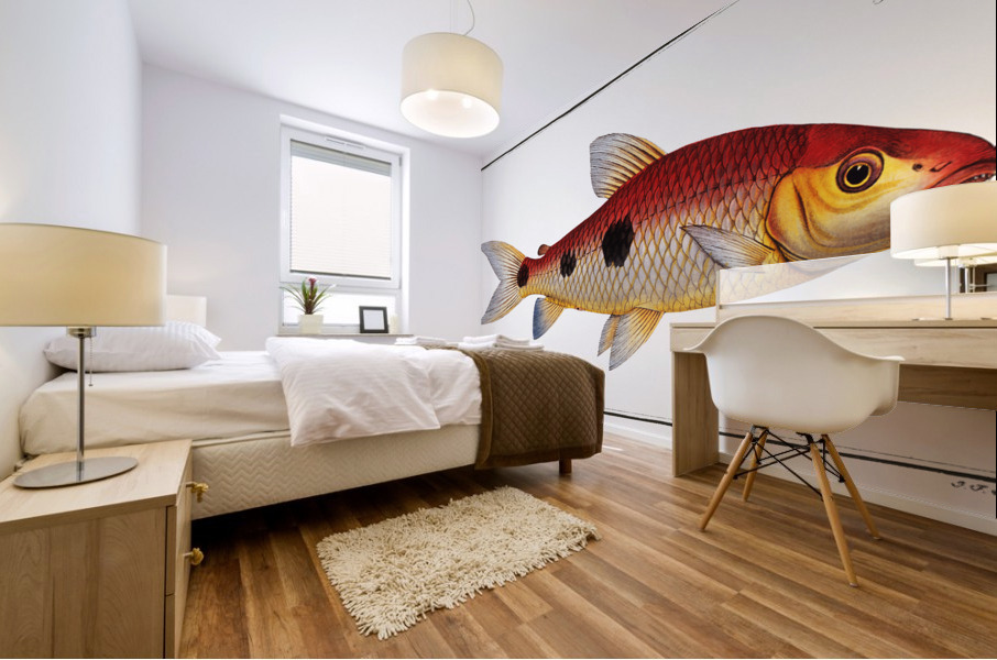 Frederics Salmon Salmo Friderici Mural print