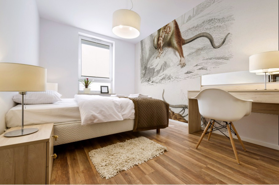 Opossum Didelphis and Opossum Didelphis Mural print