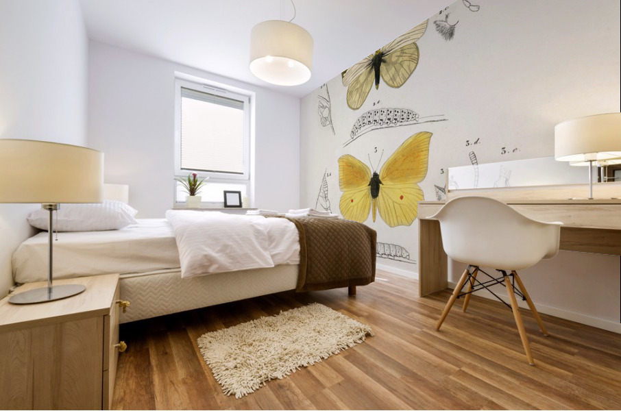 Different types of mollusks Mural print