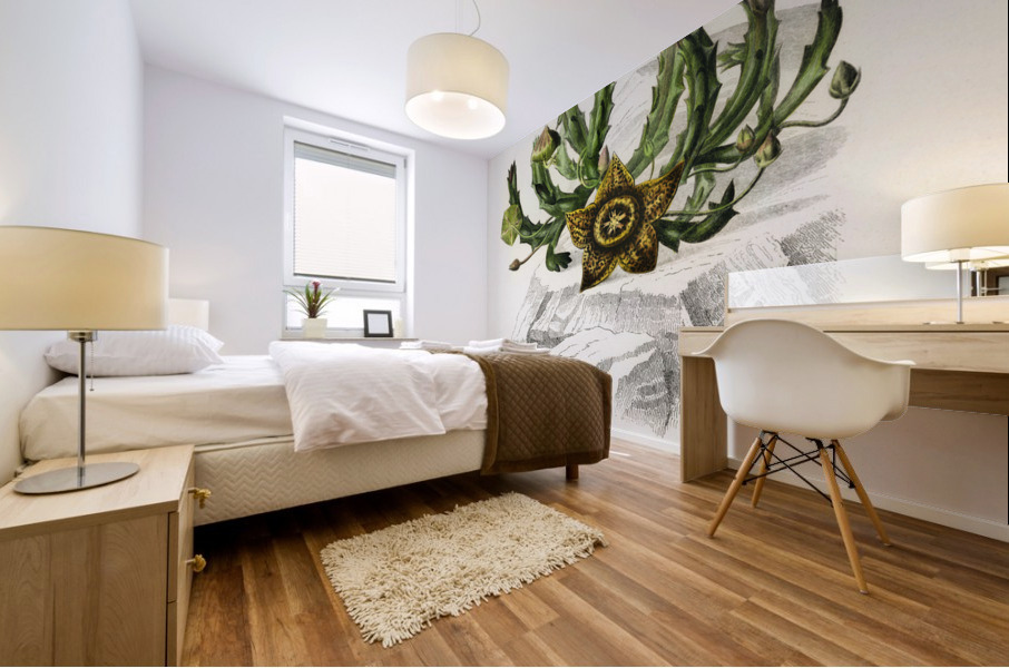 Carrion-flower Stapelia variegata Mural print