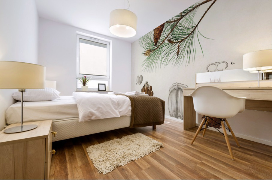 Martime pine Pinus maritima Mural print