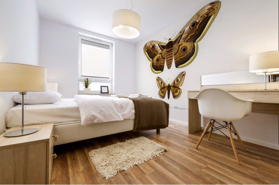 Emporor moths Mural print