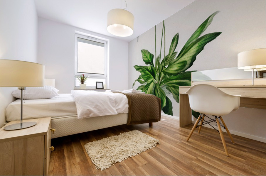 Dodecatheon meadia Mural print