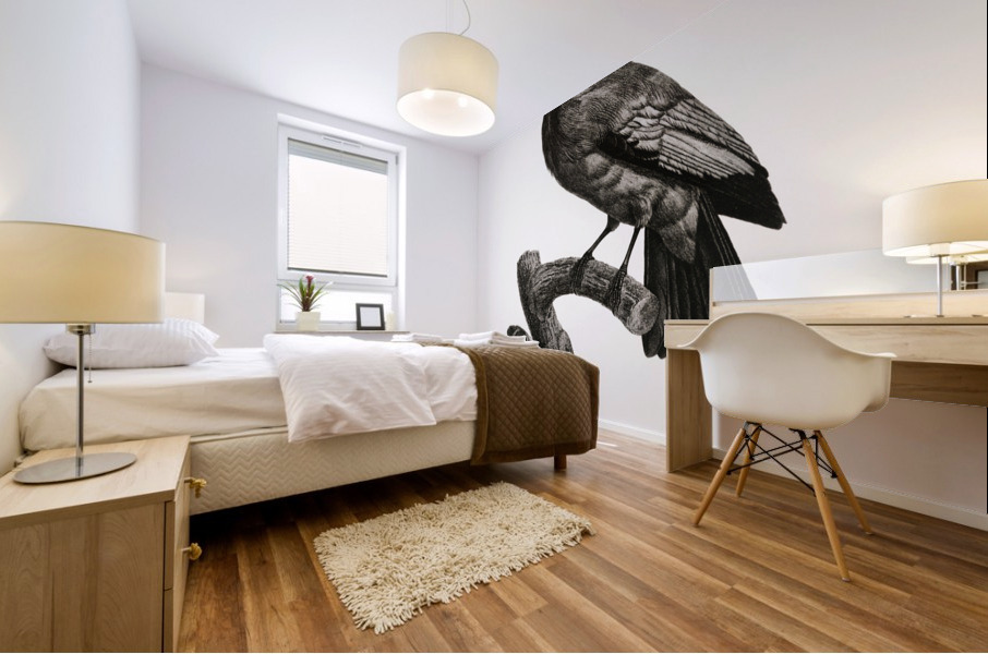 Paradise crow male  Mural print