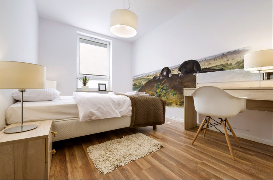 Star-nose Mole Condylura cristata  Mural print