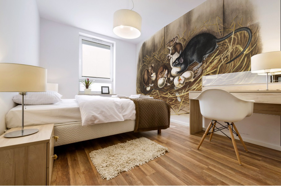 Black Rat Mus Rattus et var  Mural print