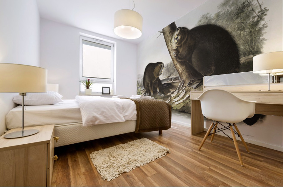 American Beaver Castor fiber Americanus  Mural print