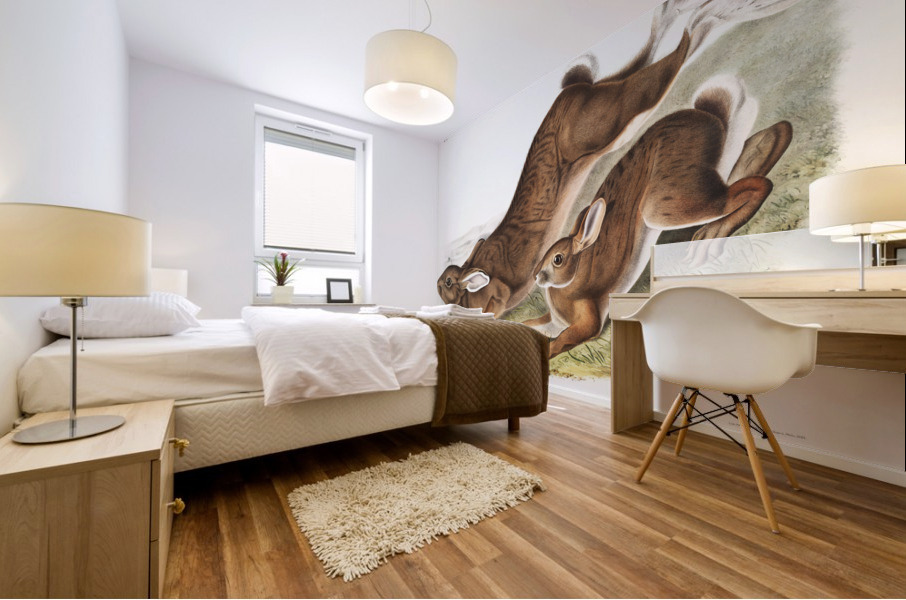 Northern Hare Lepus Americanus  Mural print