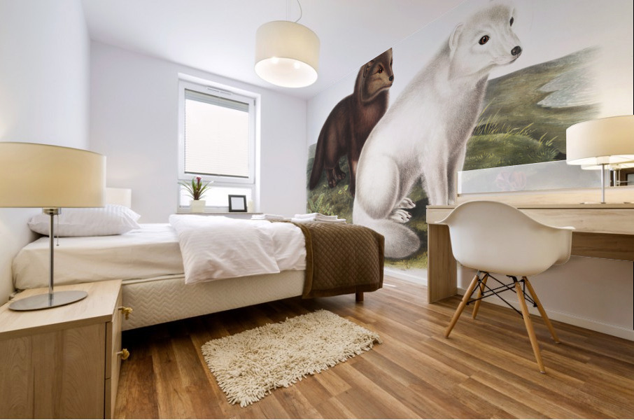 Arctic Fox Vulpes lagopus  Mural print