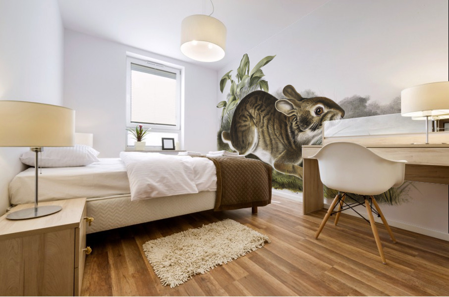 Swamp Hare Lepus aquaticus  Mural print