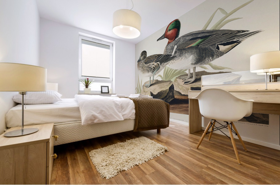 Broad-winged Hawk Mural print