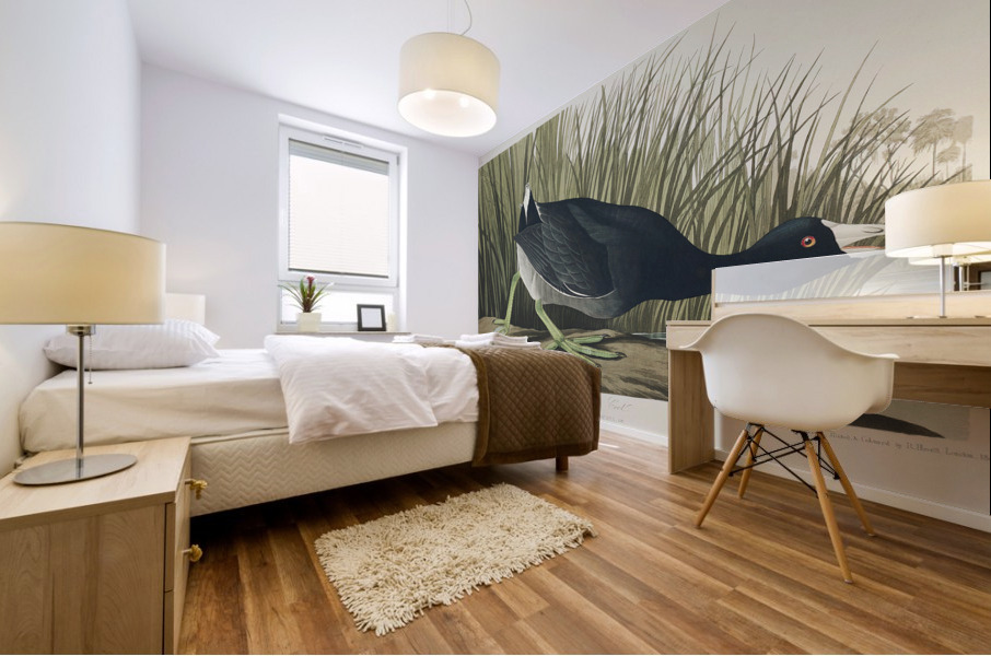 American Coot Mural print