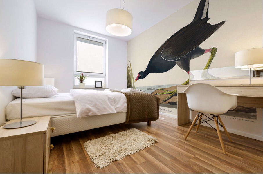 Common Gallinule Mural print