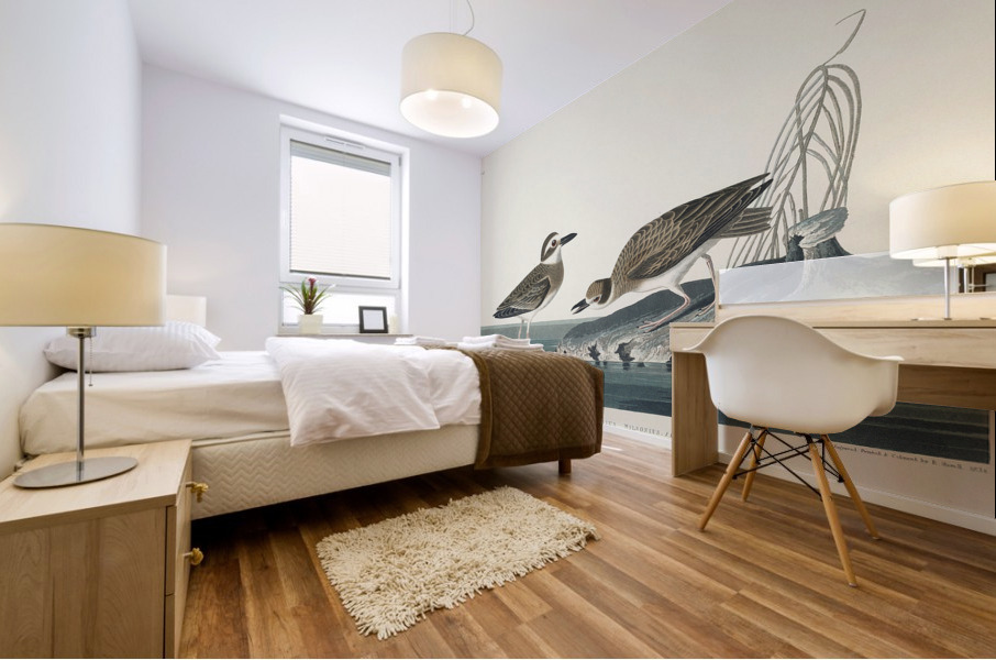 Wilsons Plover Mural print