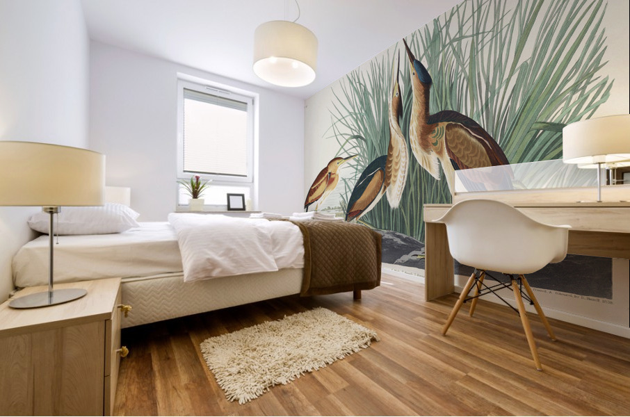 Hudsonian Godwit Mural print