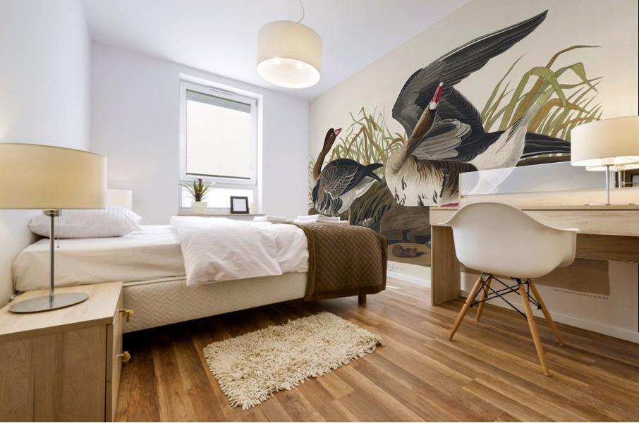 White-fronted Goose Mural print