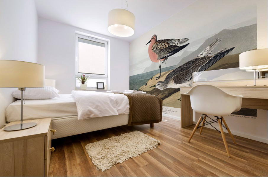 Red-breasted Sandpiper Mural print