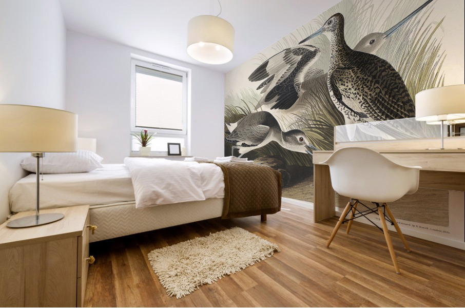 Semipalmated Snipe or Willet Mural print