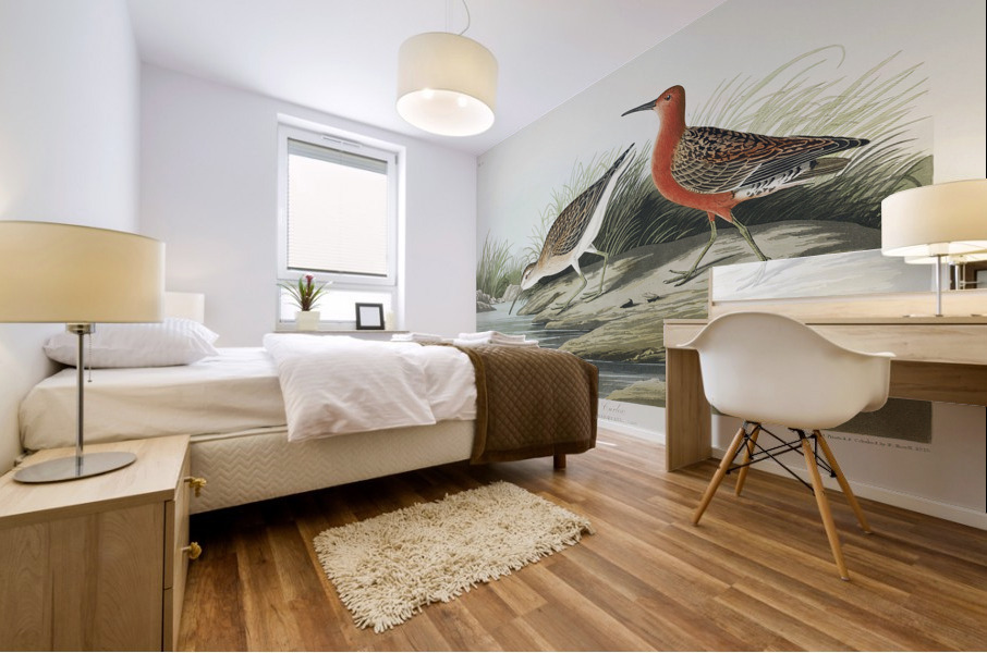 Pigmy curlew Mural print