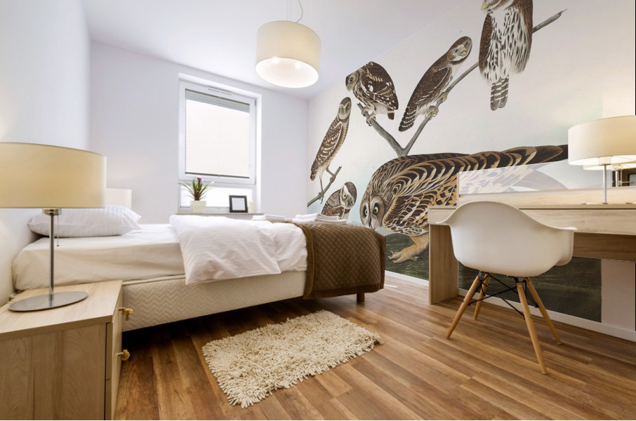 Burrowing Owl Large-Headed Burrowing Owl Little Night Owl Columbian Owl and Short-cared Owl Mural print