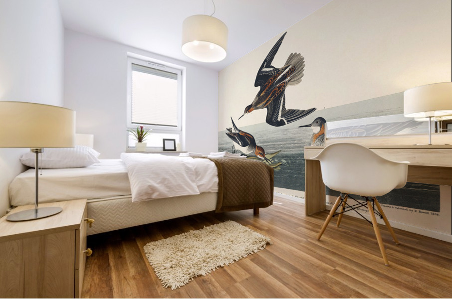 Hyperborean phalarope Mural print