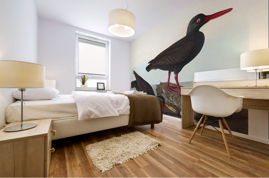 White-legged Oyster-catcher or Slender-billed Oyster-catcher Mural print