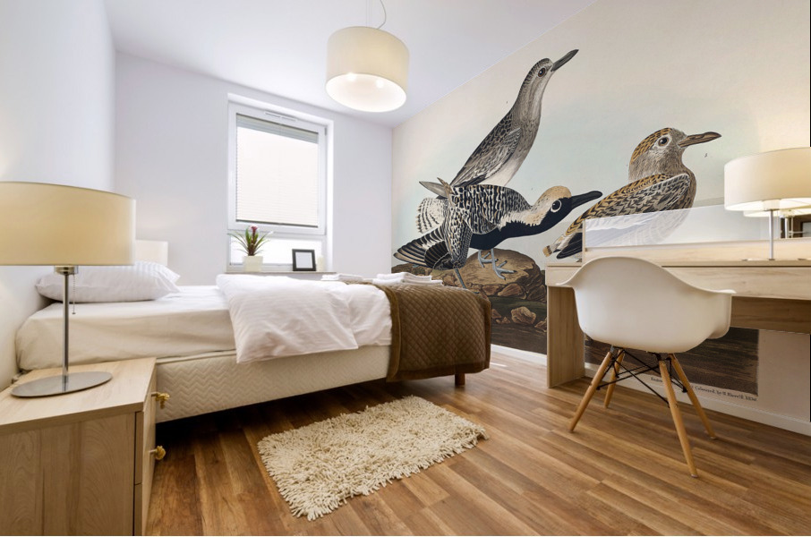 Black-bellied Plover Mural print