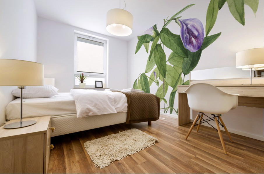 Butterfly Pea Clitoria mariana 1934 Mural print