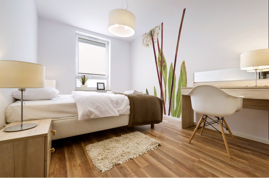 Slender Agoseris Agoseris gracilens 1922 Mural print