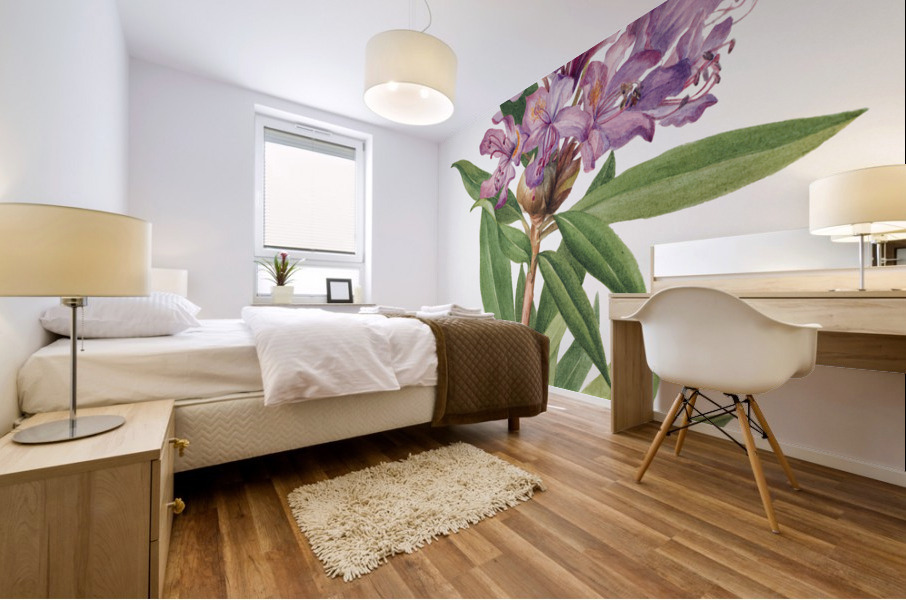 California Rose Bay Rhododendron californicum 1933 Mural print