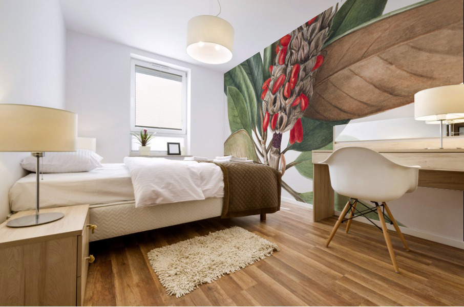 Southern Magnolia Magnolia grandiflora 1923 Mural print