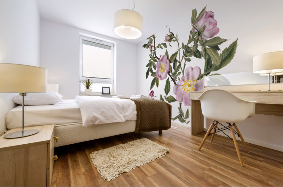 Rose Mallow Hibiscus moscheutos 1878 Mural print