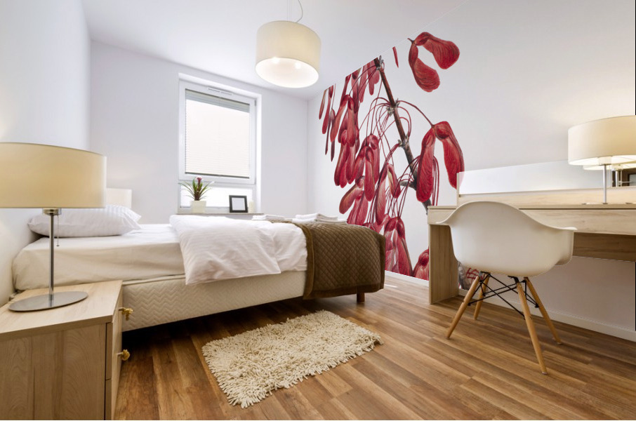 Carolina Maple Acer carolinianum 1923 Mural print