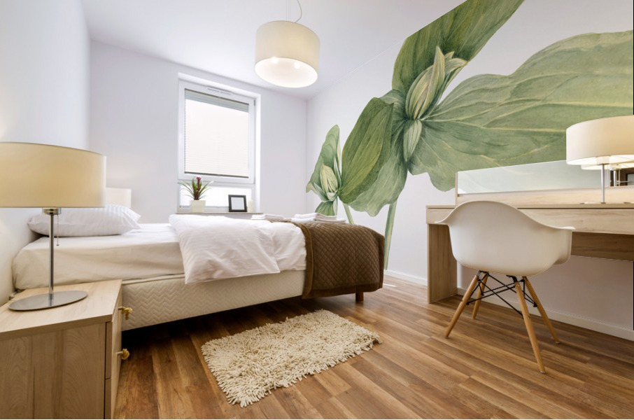 Toad Trillium Trillium sessile 1920 Mural print