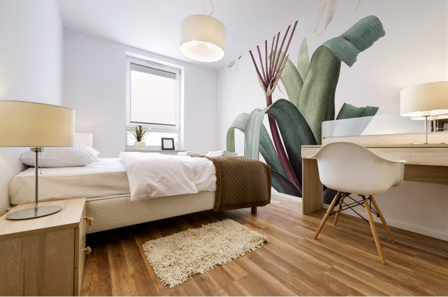 Crinum erubescens illustration  Mural print