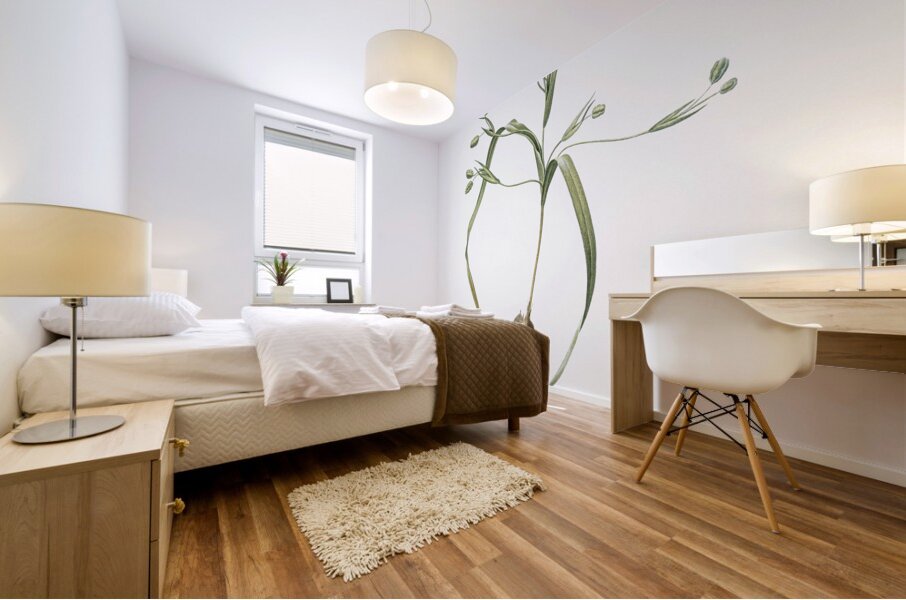 Moraea sordescens illustration  Mural print