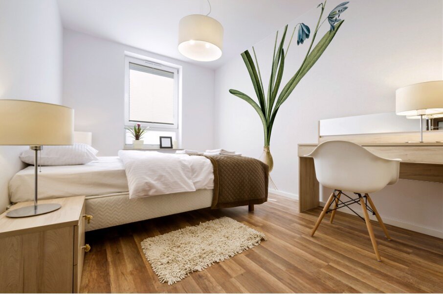 Scilla amoena illustration  Mural print