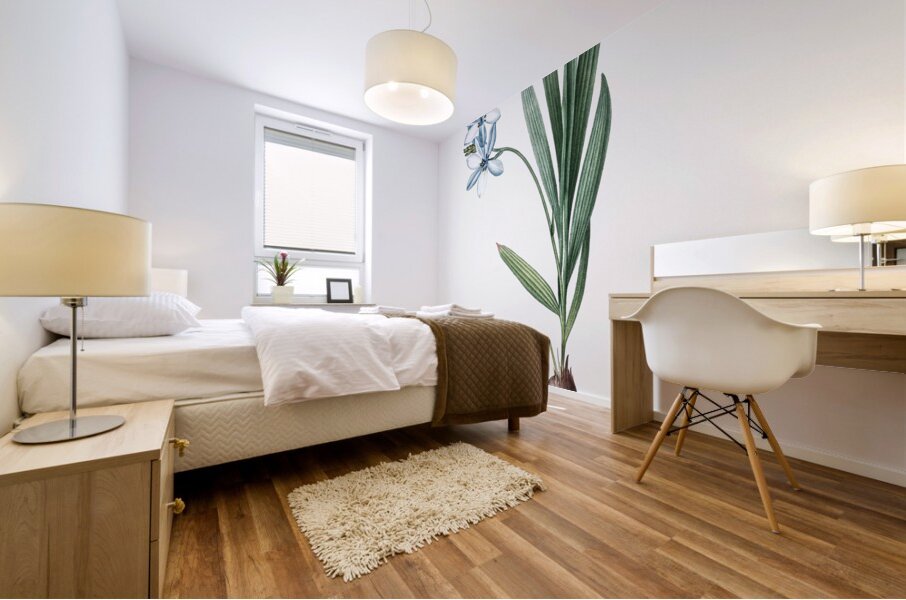 Gladiolus plicatus illustration  Mural print