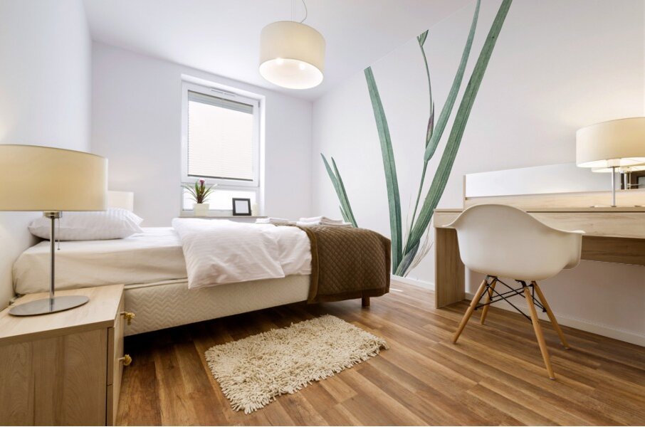 Gladiolus cardinalis illustration  Mural print