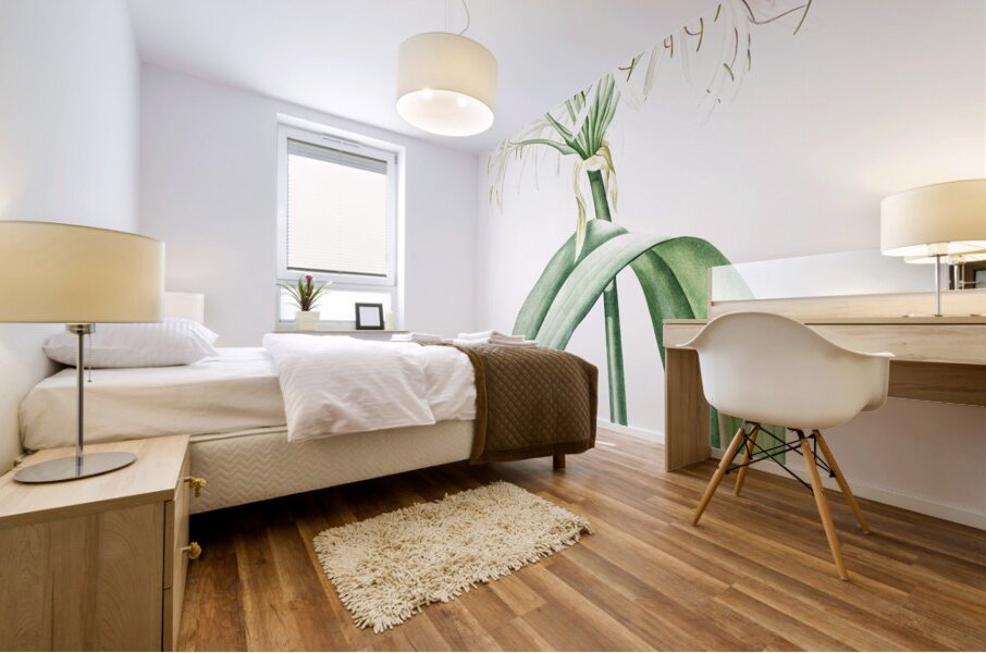 Florida swamp-lily illustration  Mural print